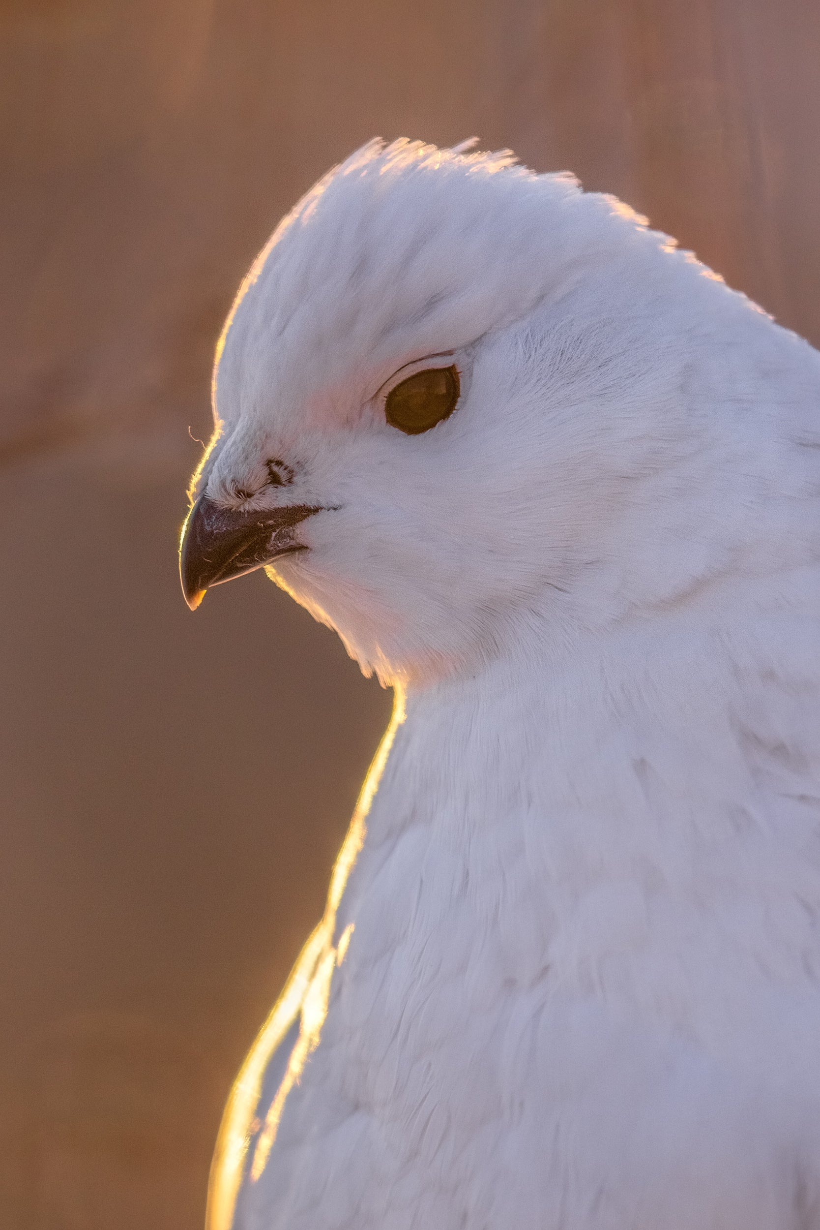 Lagopède des saules - Hiver 119