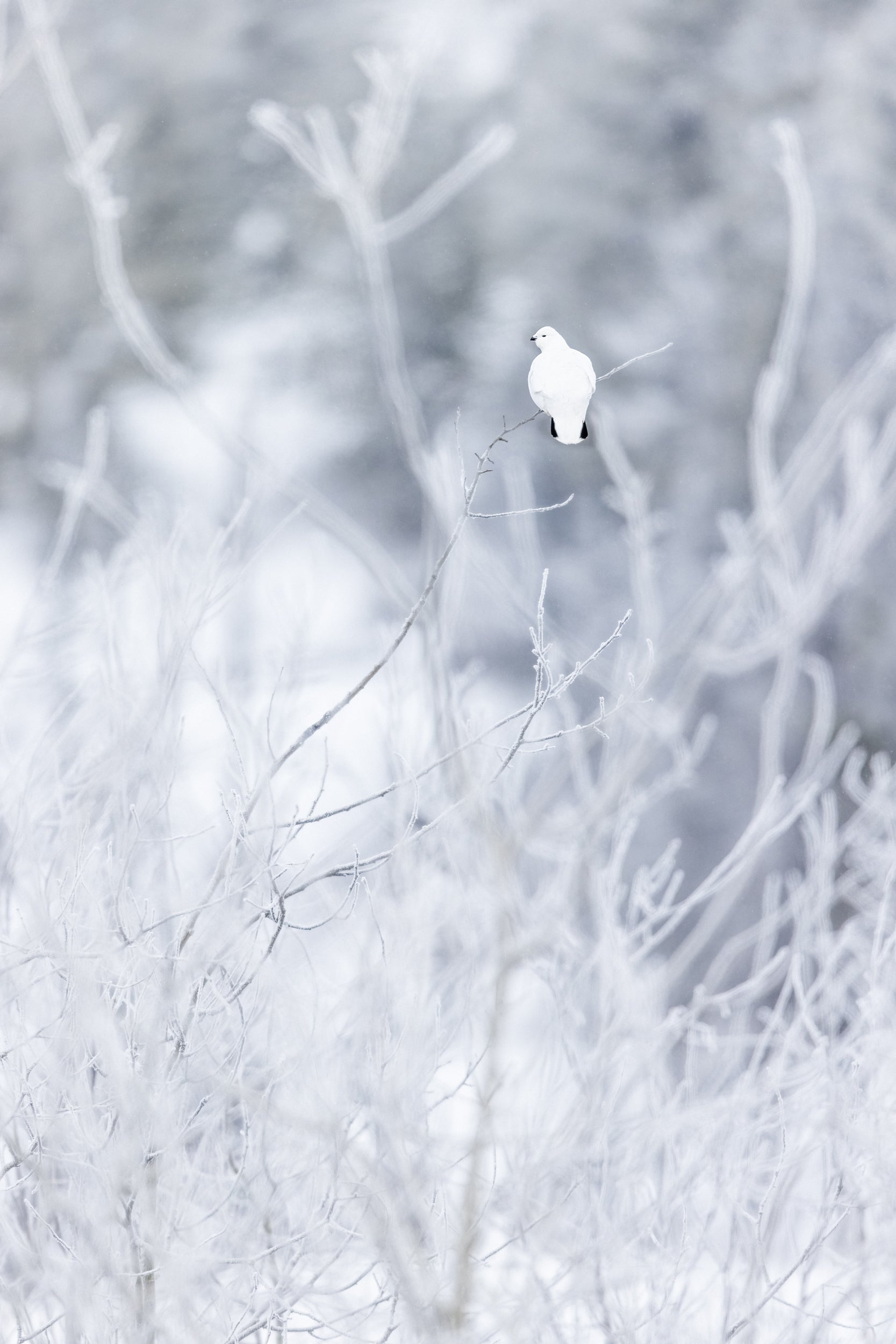 Lagopède des saules - Hiver 121