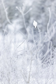 Lagopède des saules - Hiver 121