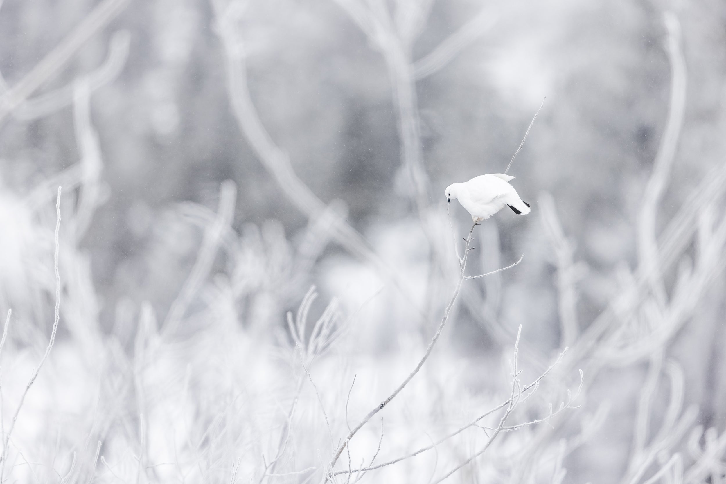 Lagopède des saules - Hiver 122