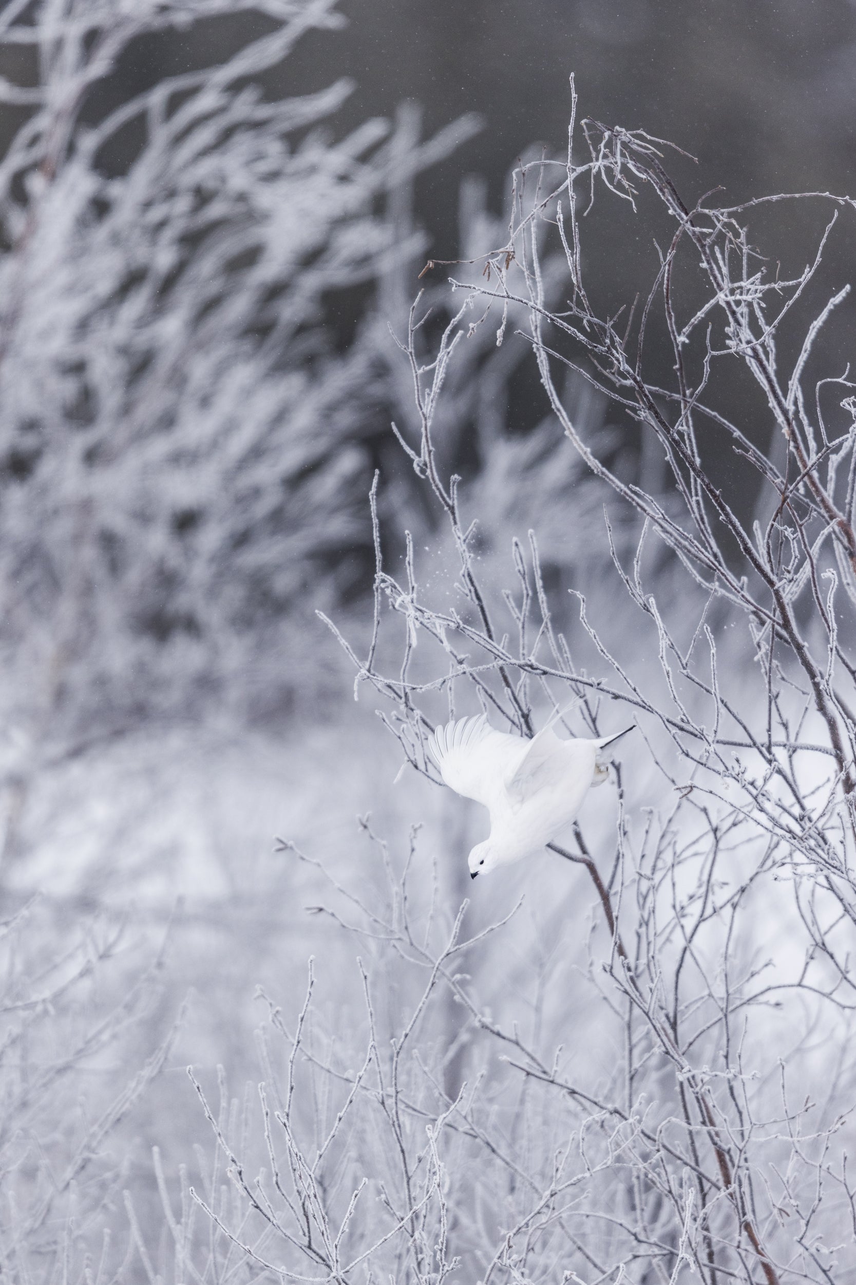 Lagopède des saules - Hiver 123