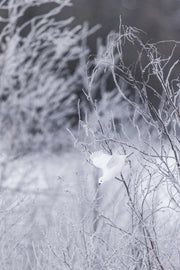 Lagopède des saules - Hiver 123