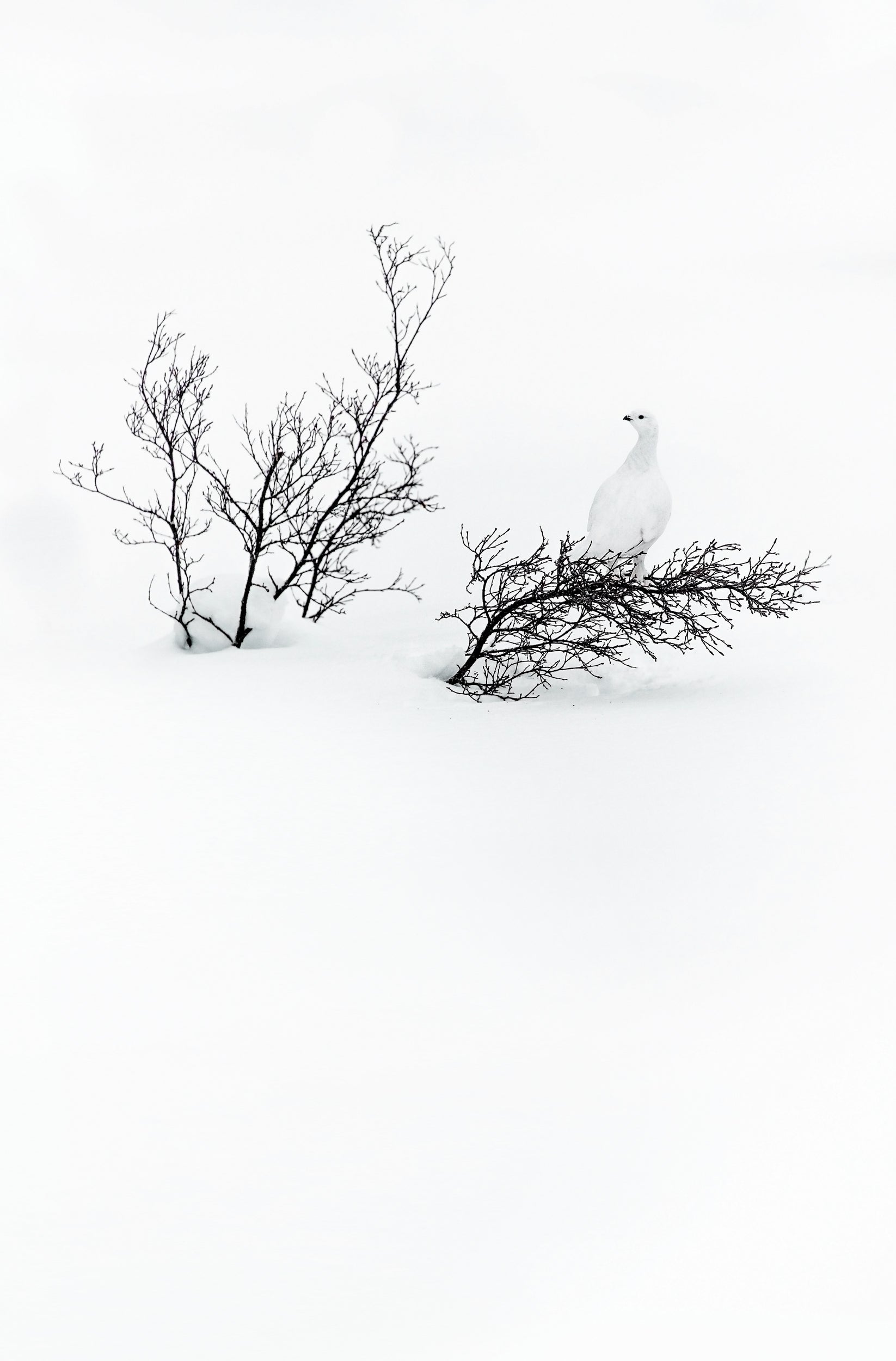 Lagopède des saules - Hiver 016