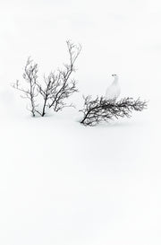 Lagopède des saules - Hiver 016