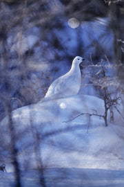 Lagopède des saules - Hiver 017