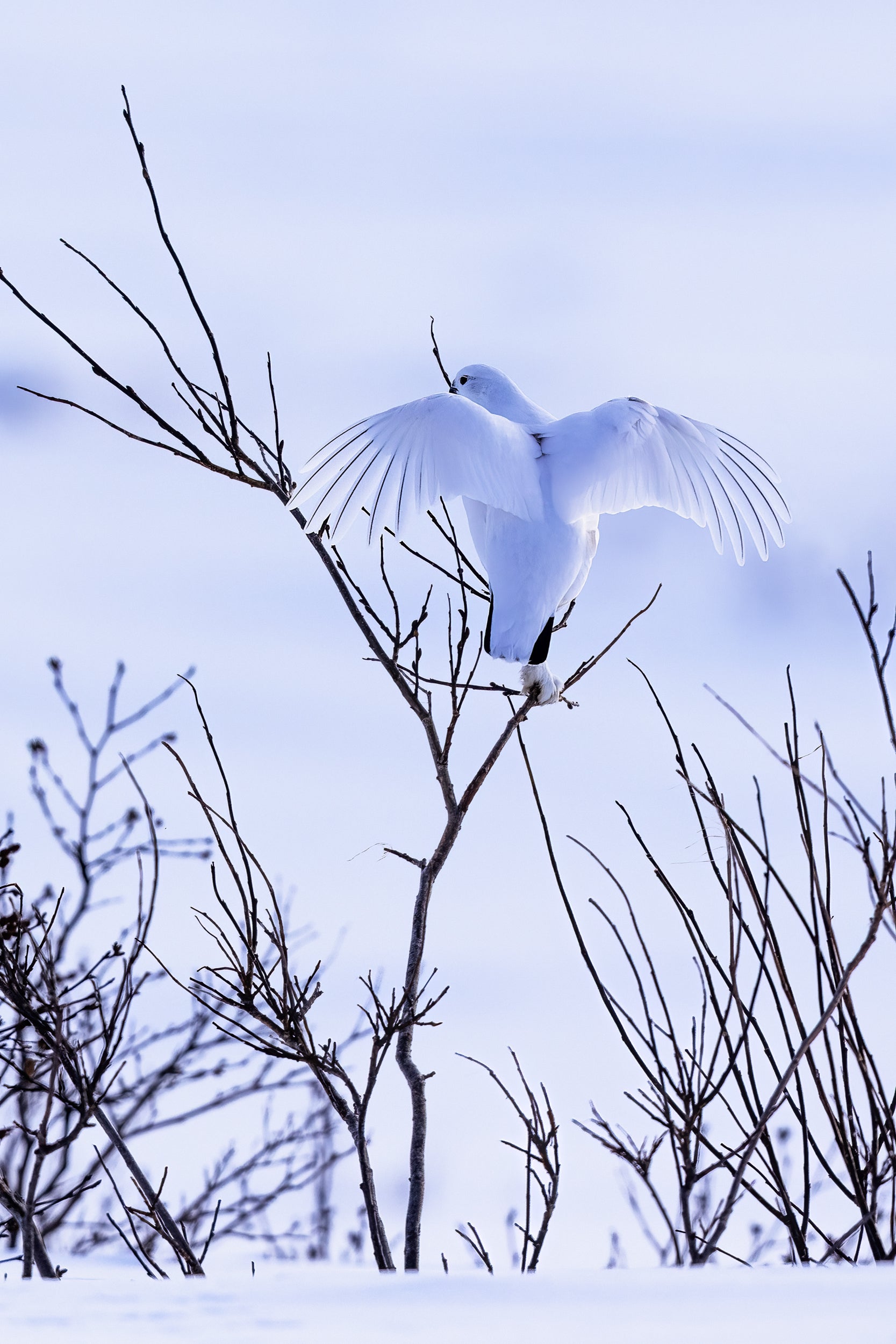 Lagopède des saules - Hiver 018