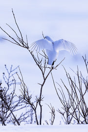 Lagopède des saules - Hiver 018