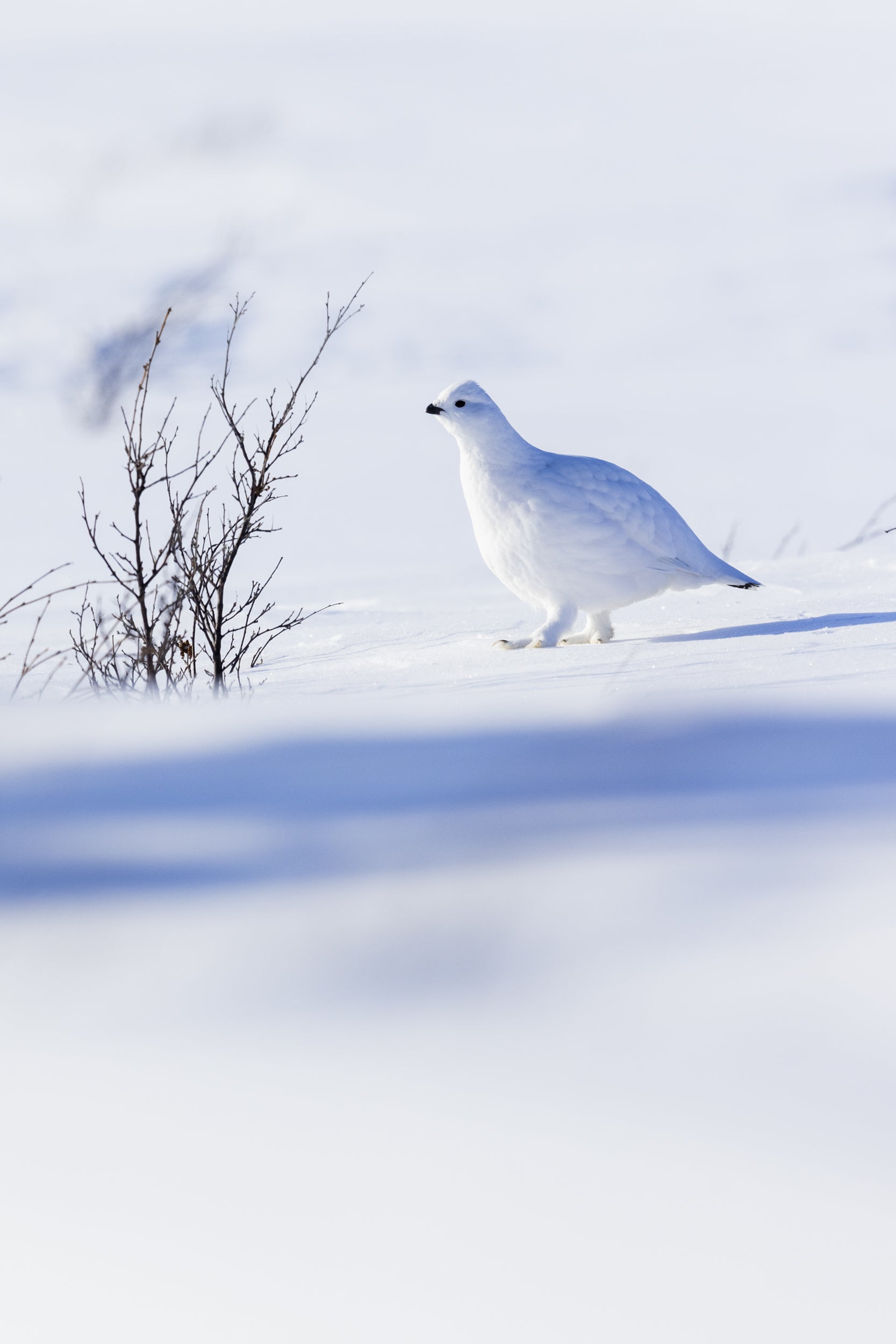 Lagopède des saules - Hiver 020