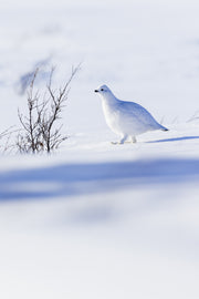 Lagopède des saules - Hiver 020