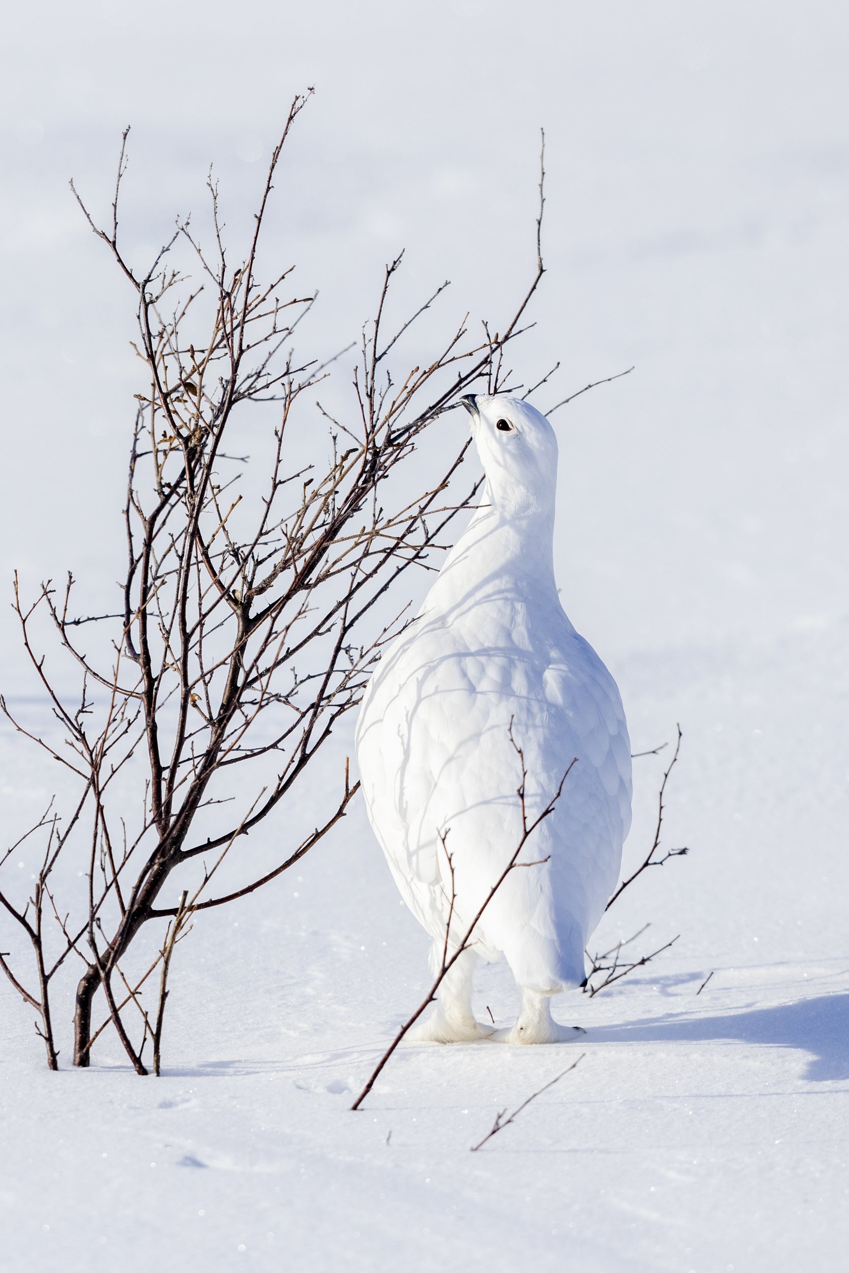 Lagopède des saules - Hiver 021