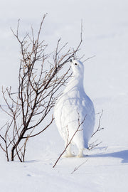 Lagopède des saules - Hiver 021