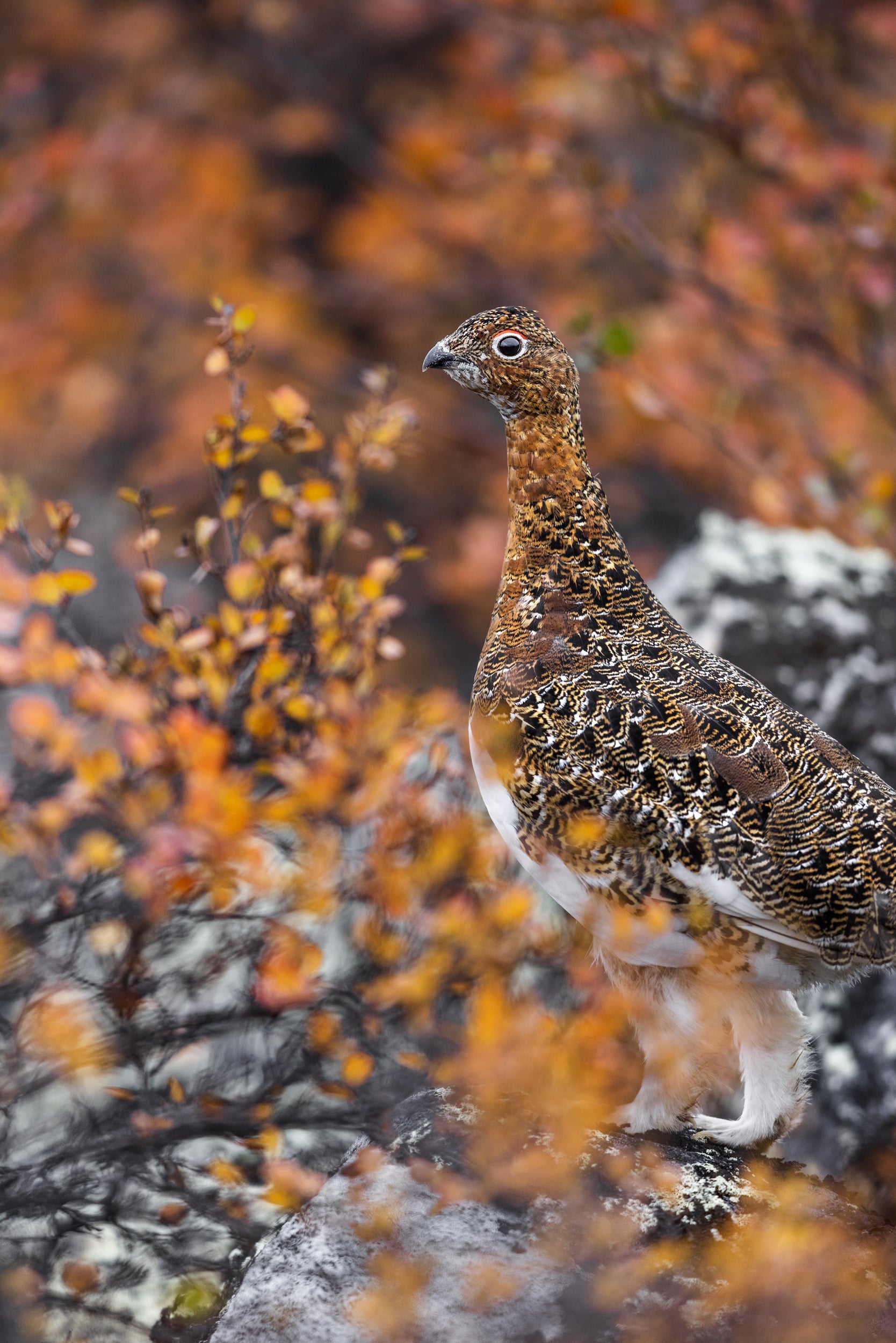Lagopède des saules - Été 022