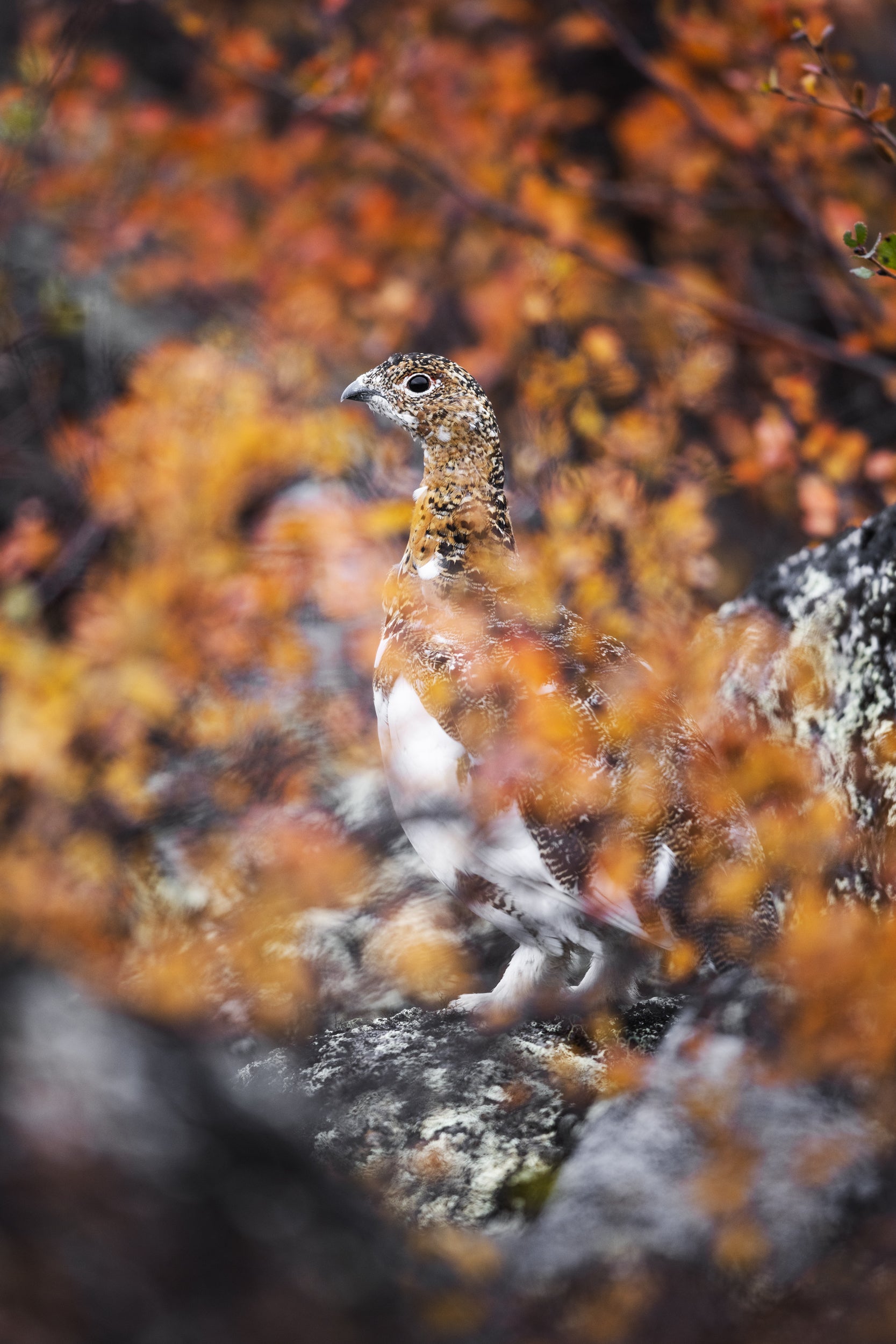 Lagopède des saules - Été 024