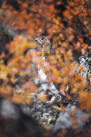 Lagopède des saules - Été 024