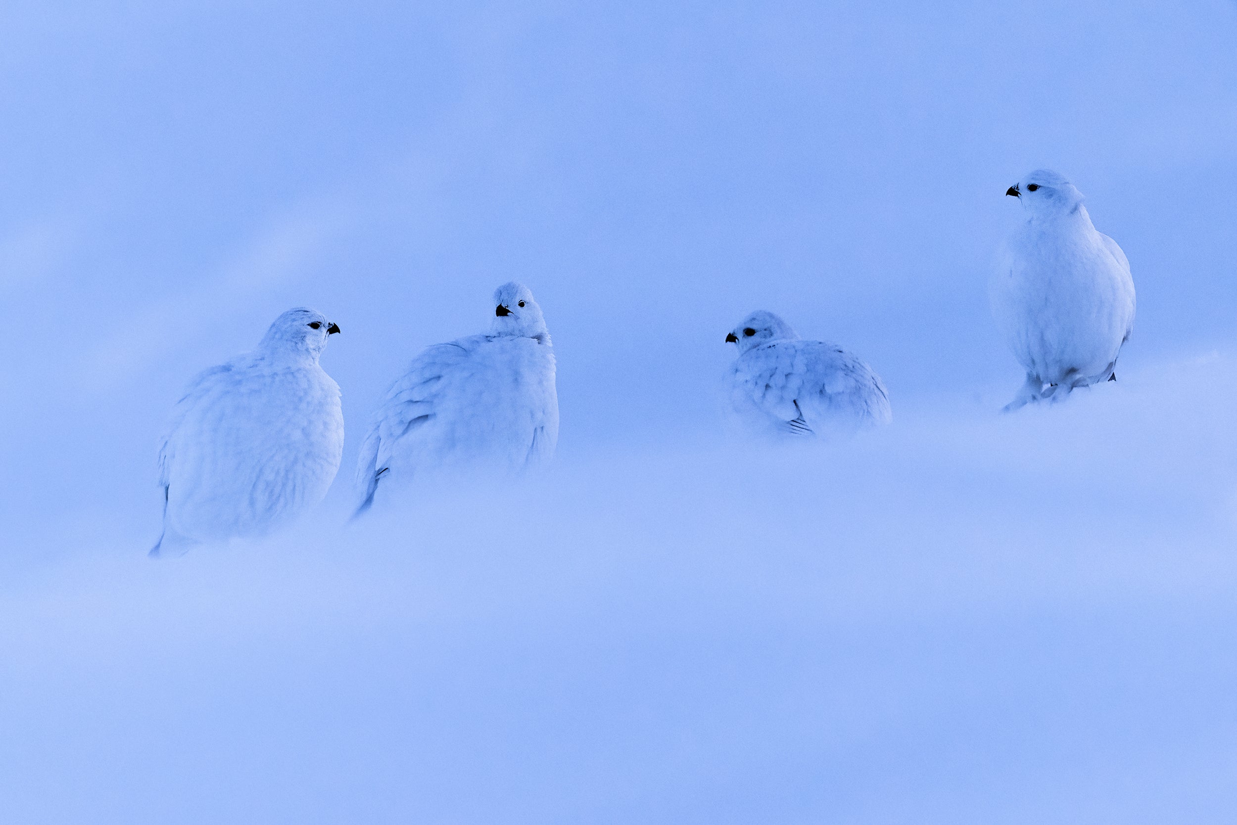 Lagopède des saules - Hiver 060