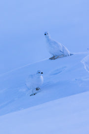 Lagopède des saules - Hiver 065