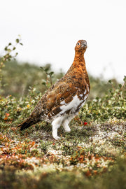 Lagopède des saules - Été 070