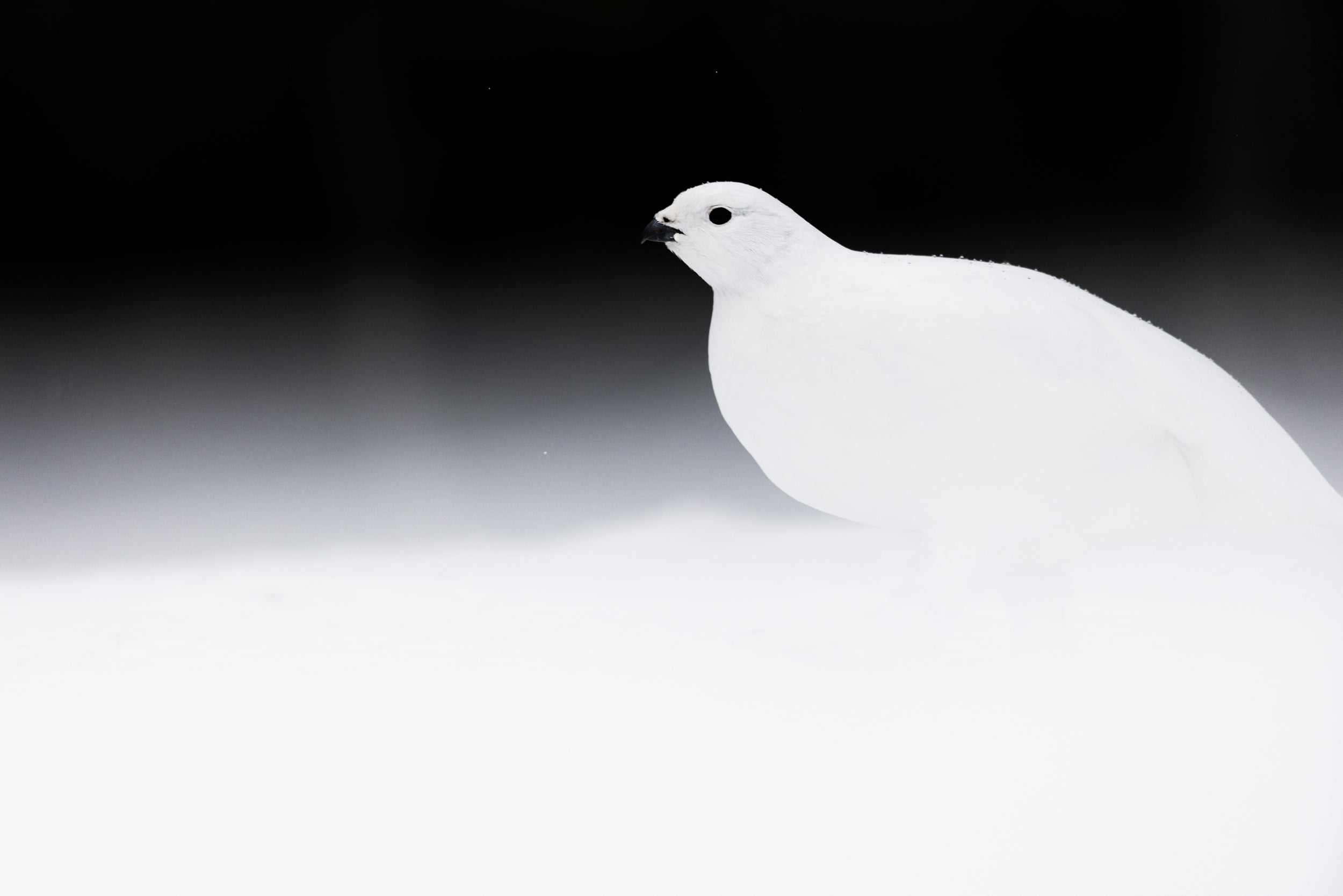 Lagopède des saules - Hiver 074