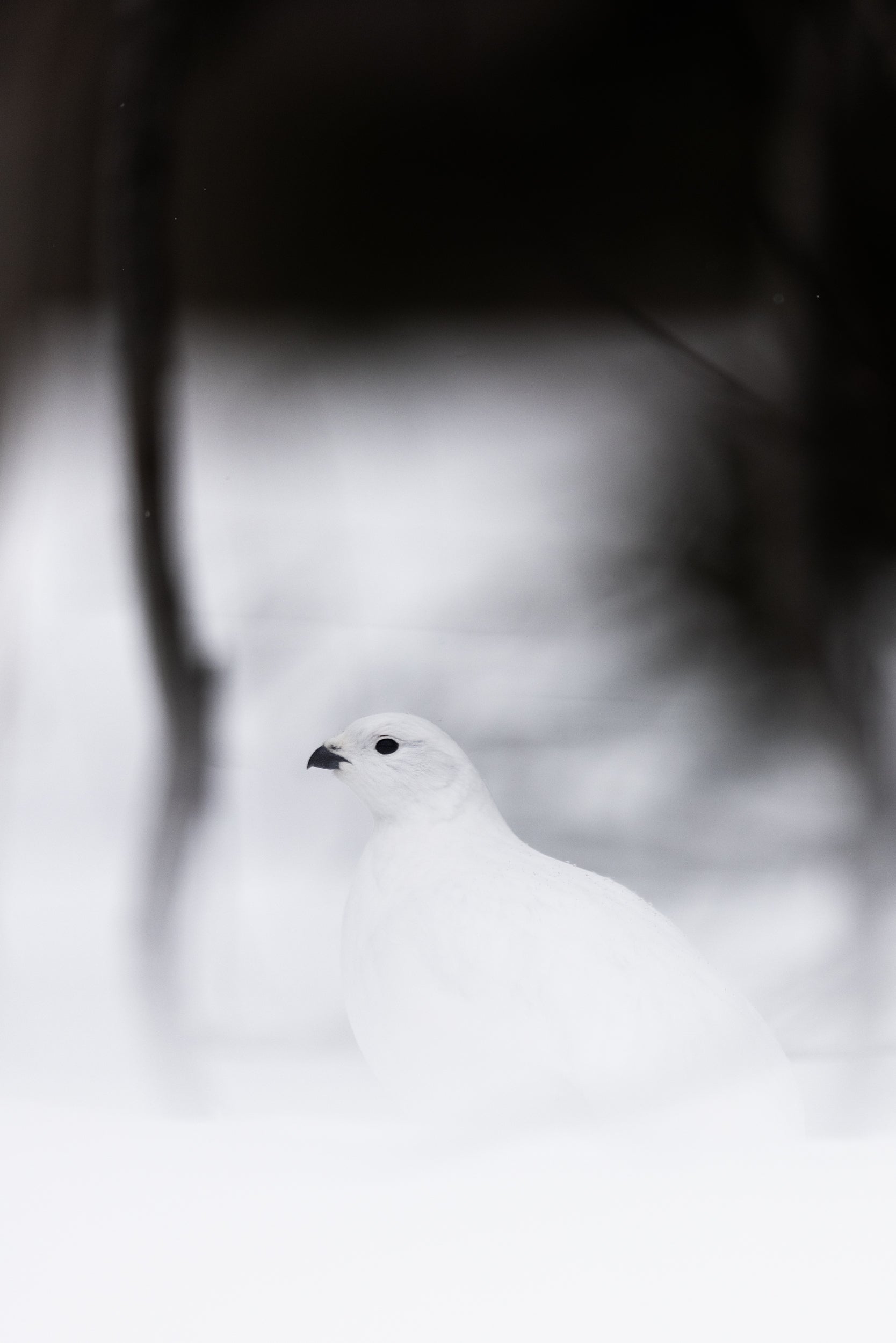 Lagopède des saules - Hiver 075