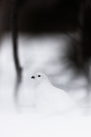 Lagopède des saules - Hiver 075