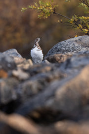 Lagopède des saules - Été 081