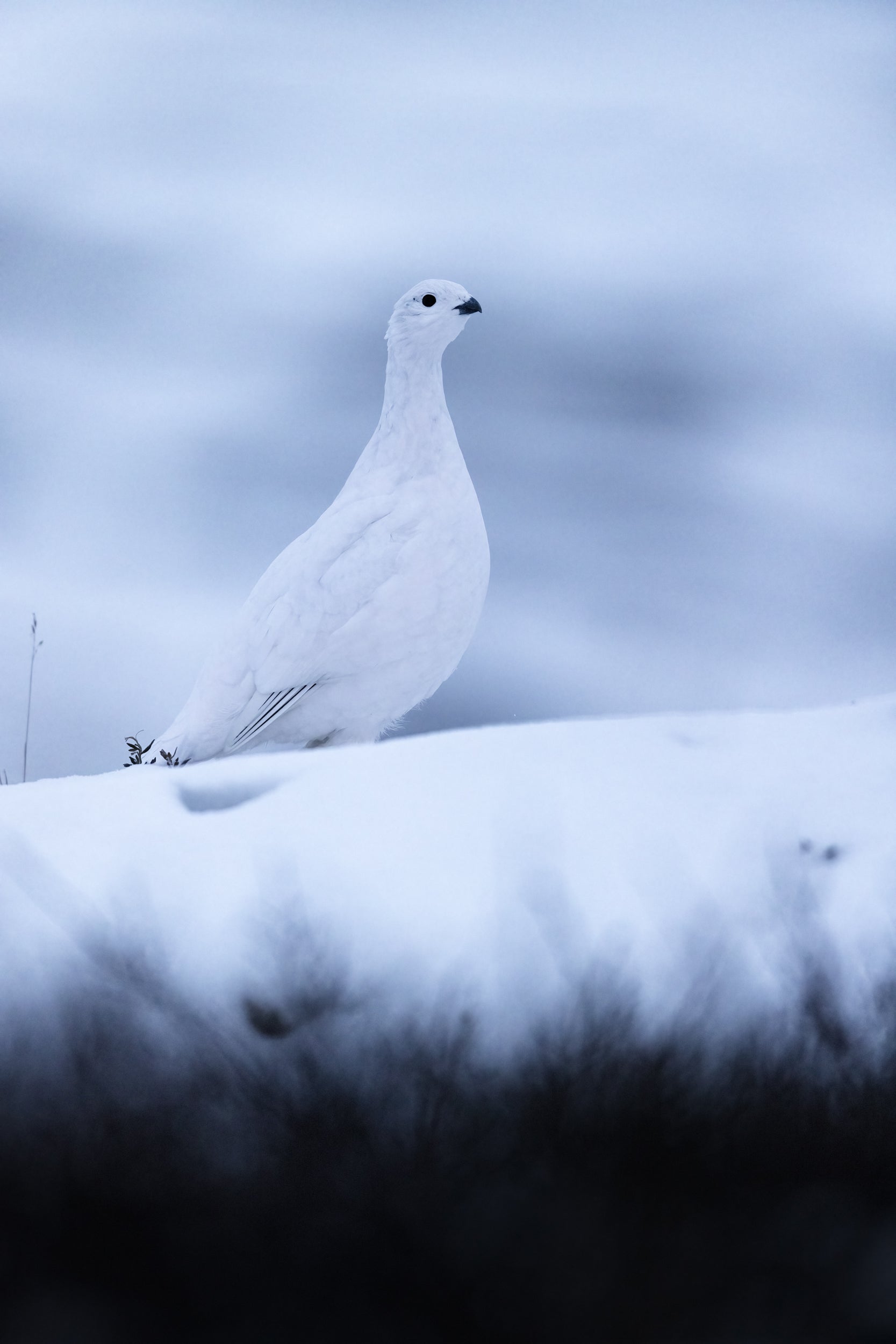 Lagopède des saules - Hiver 083