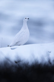 Lagopède des saules - Hiver 083