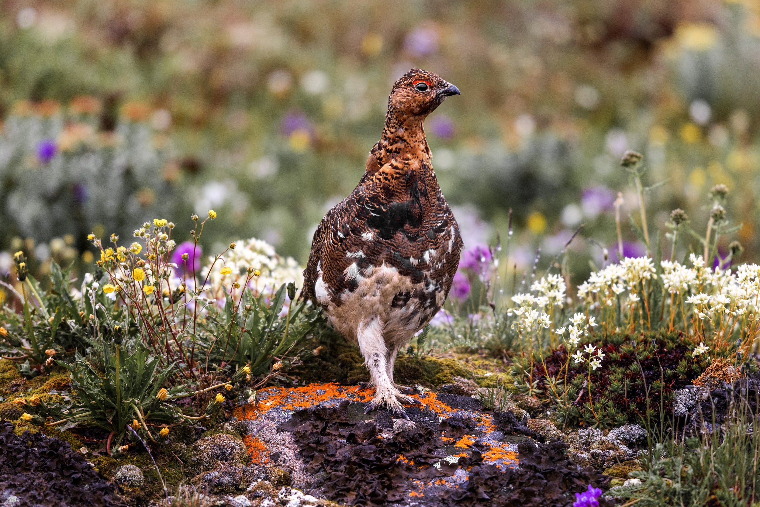 Lagopède des saules - Été 085