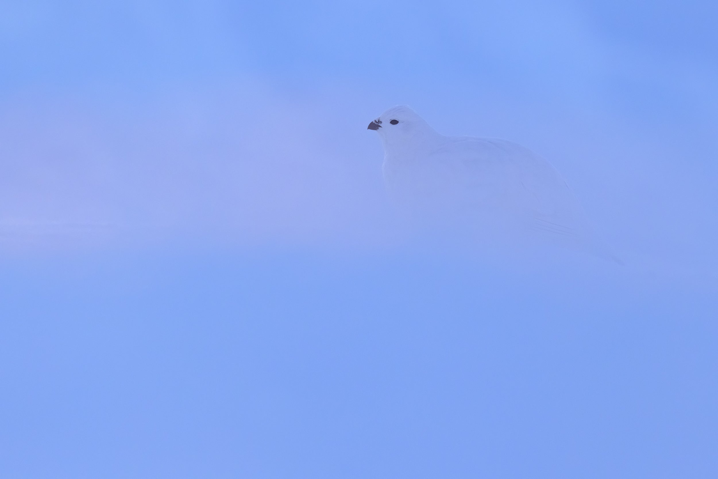 Lagopède des saules - Hiver 086