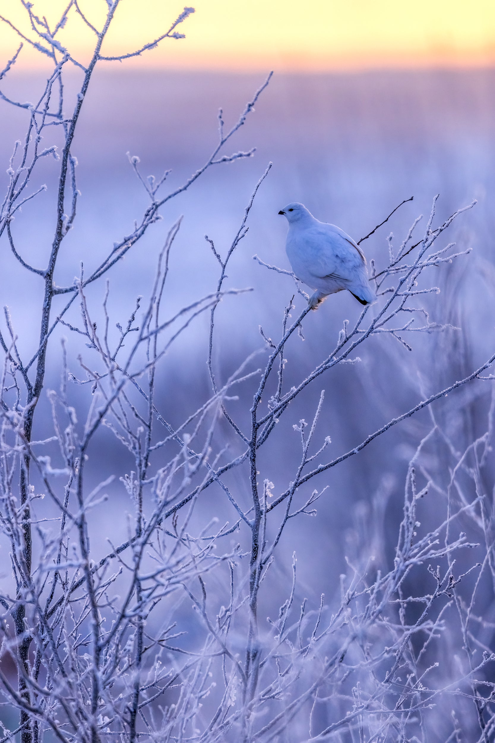 Lagopède des saules - Hiver 089