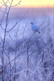 Lagopède des saules - Hiver 089
