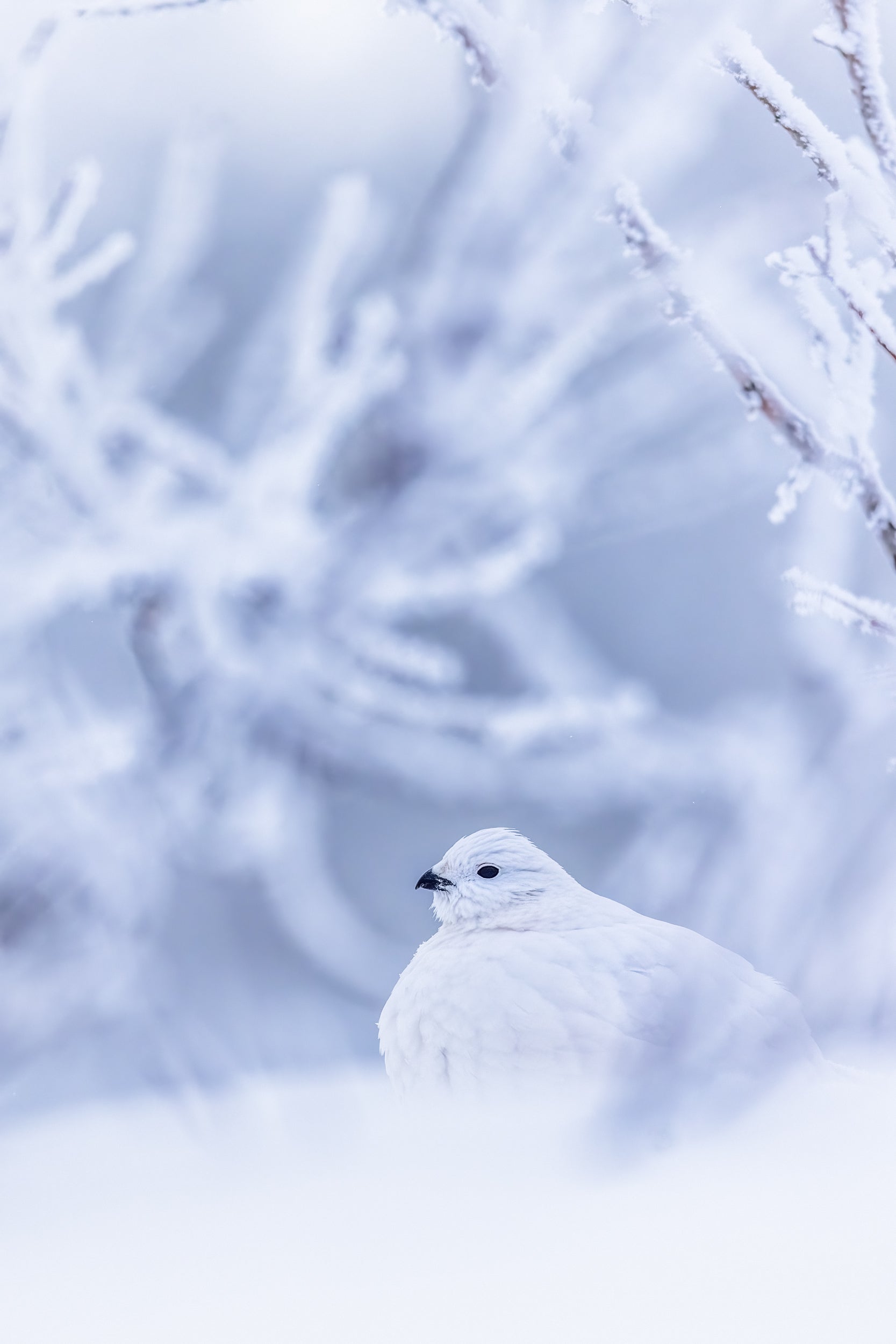 Lagopède des saules - Hiver 092