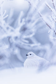 Lagopède des saules - Hiver 092