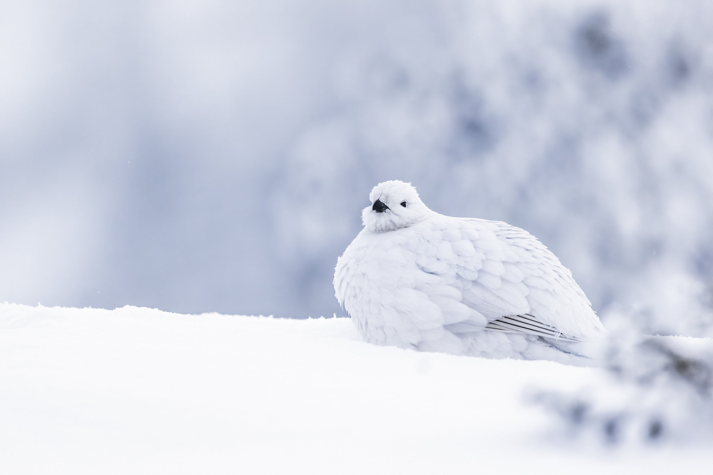 Lagopède des saules - Hiver 094