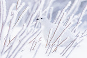 Lagopède des saules - Hiver 095