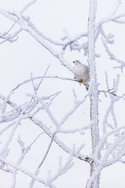 Lagopède des saules - Hiver 098