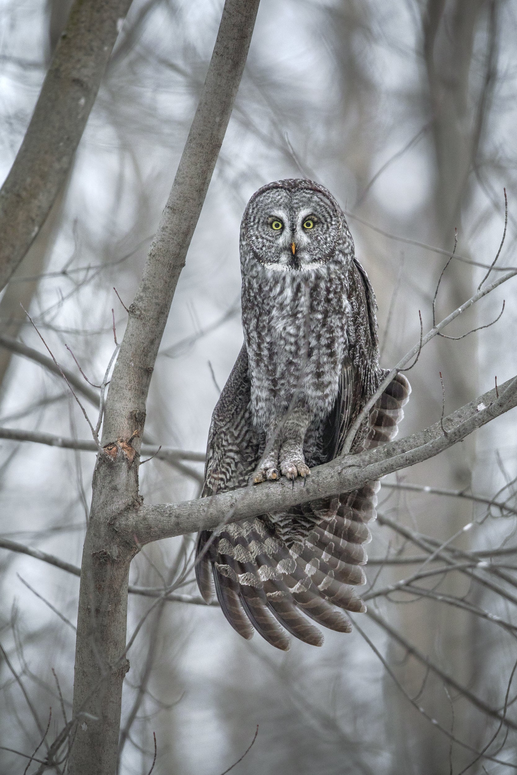 Chouette lapone - Hiver 001