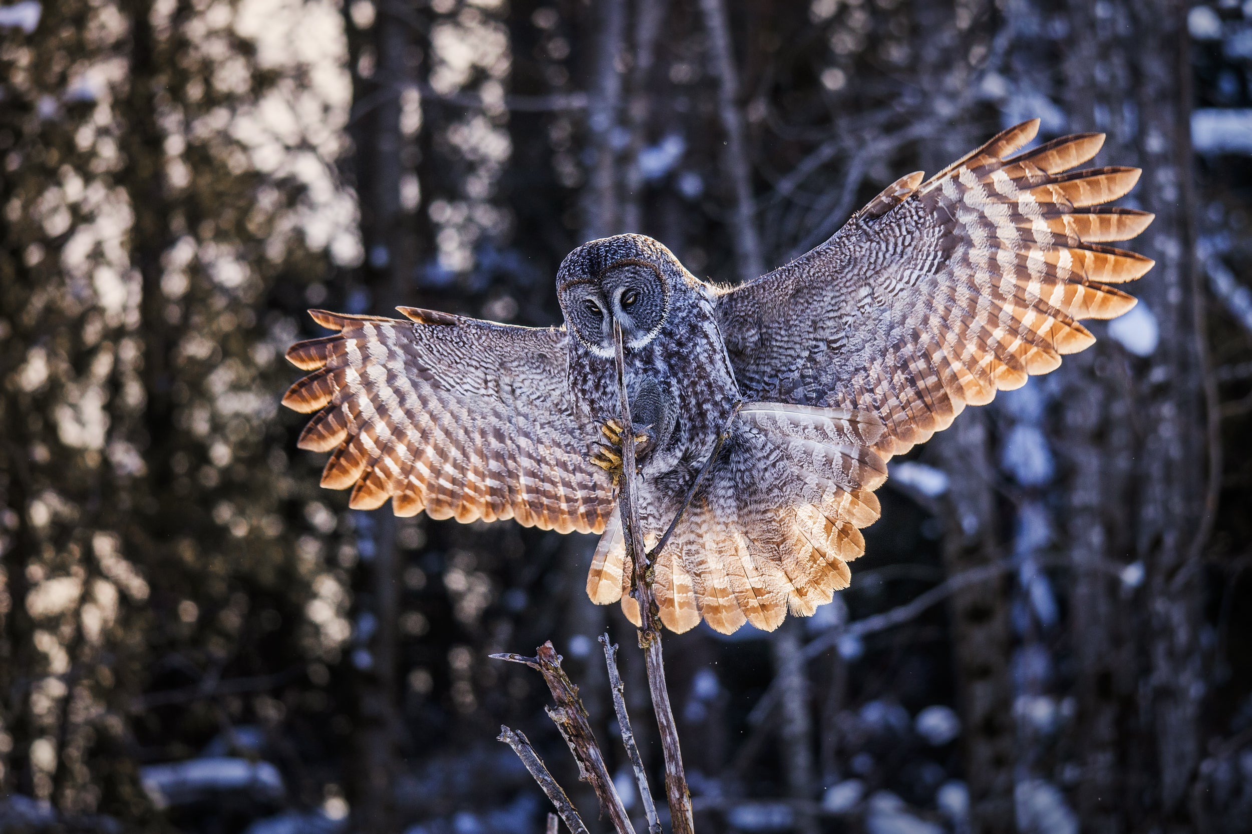 Chouette lapone - Hiver 003