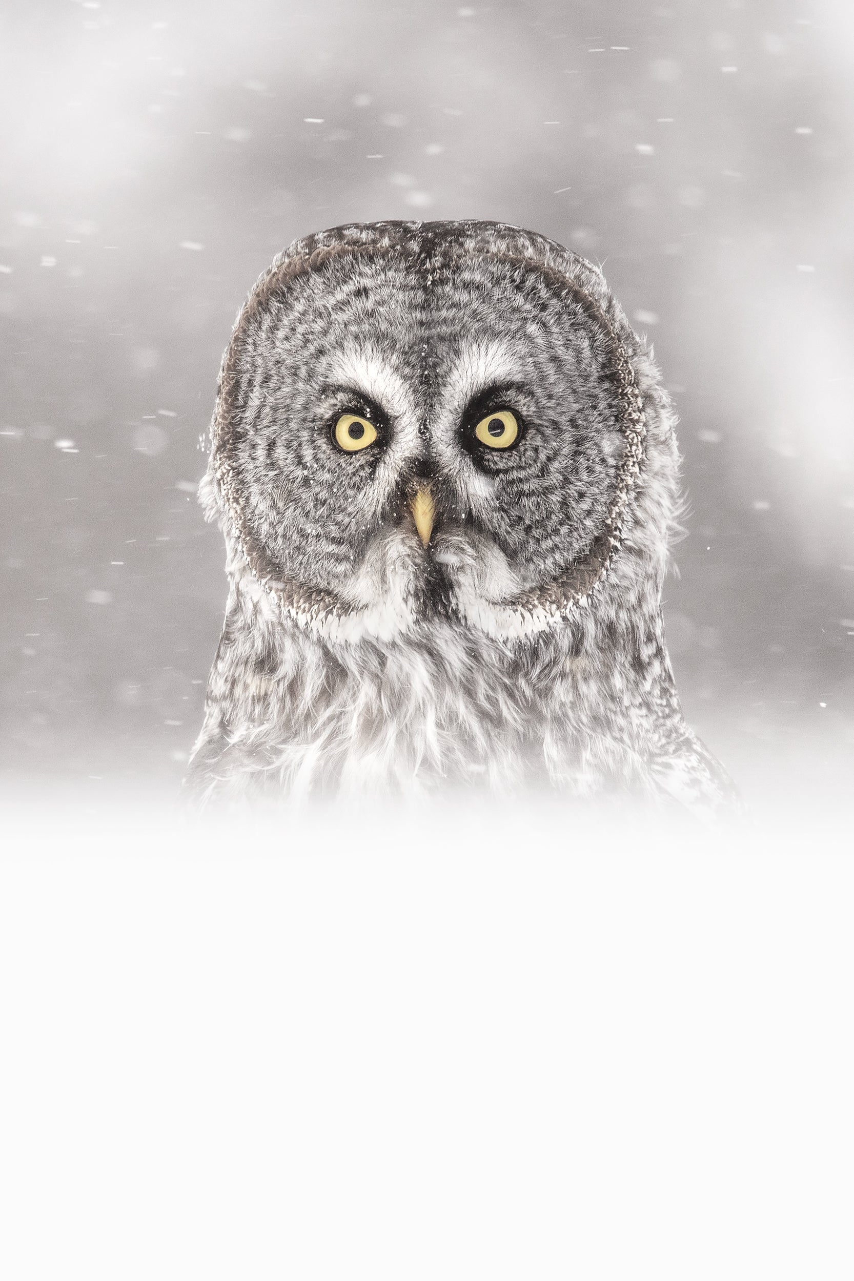 Chouette lapone - Hiver 004