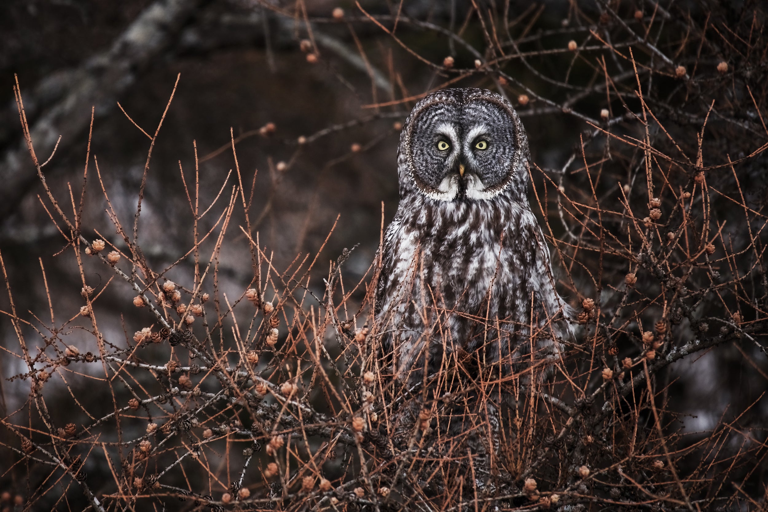 Chouette lapone - Hiver 005