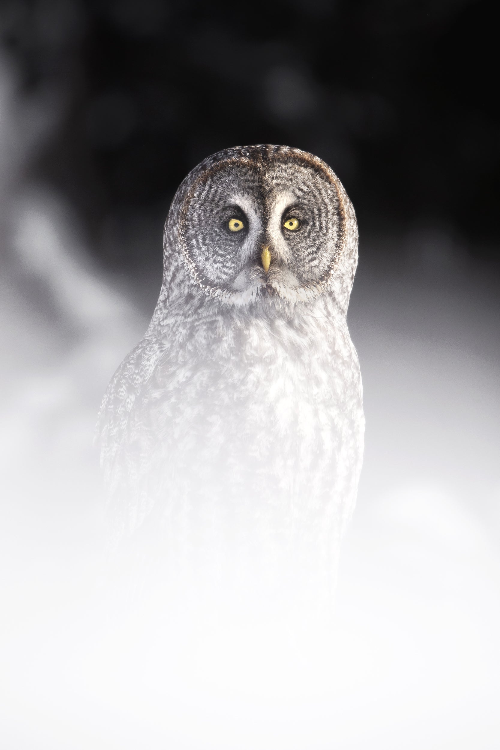 Chouette lapone - Hiver 008