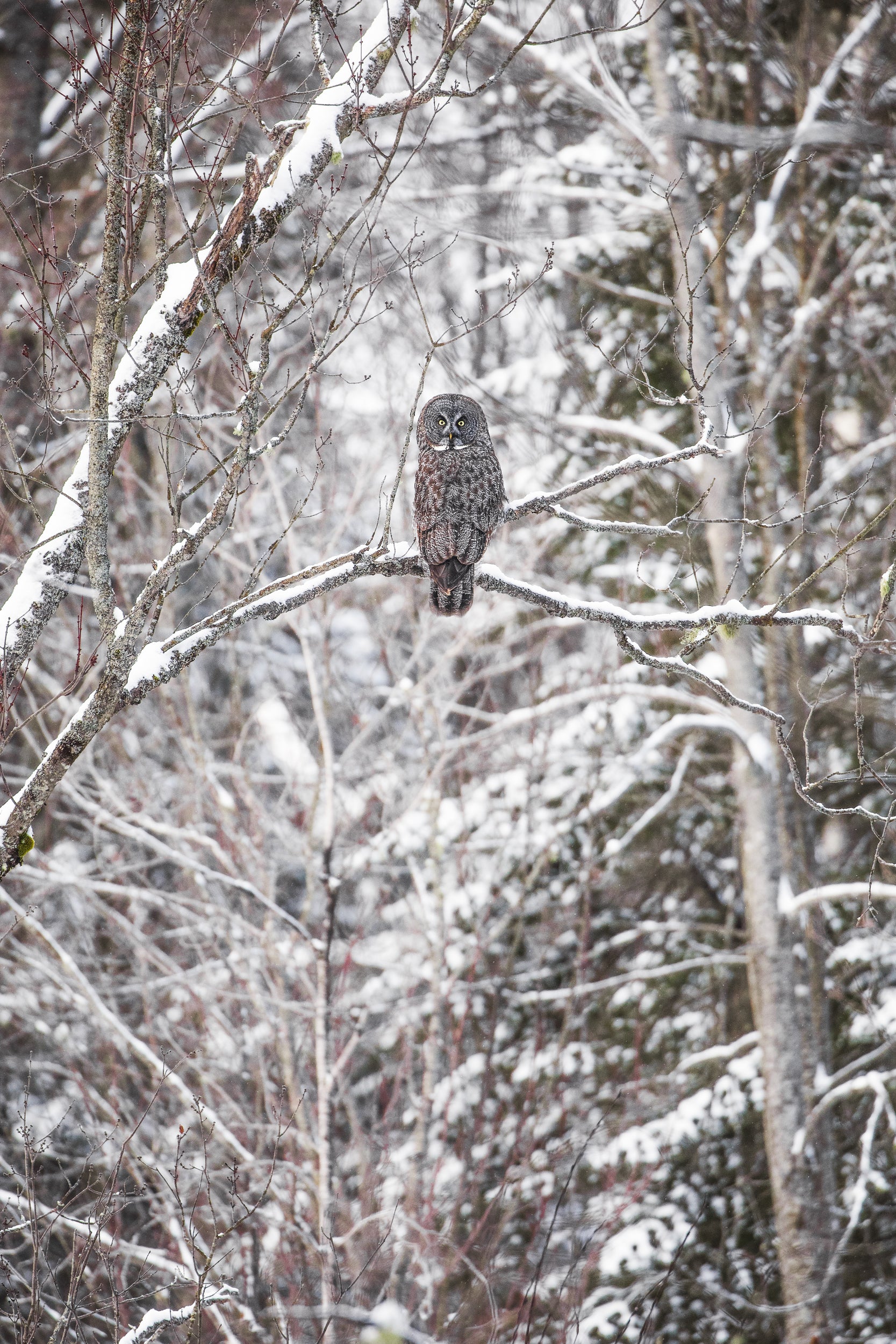 Chouette lapone - Hiver 009