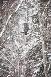 Chouette lapone - Hiver 009