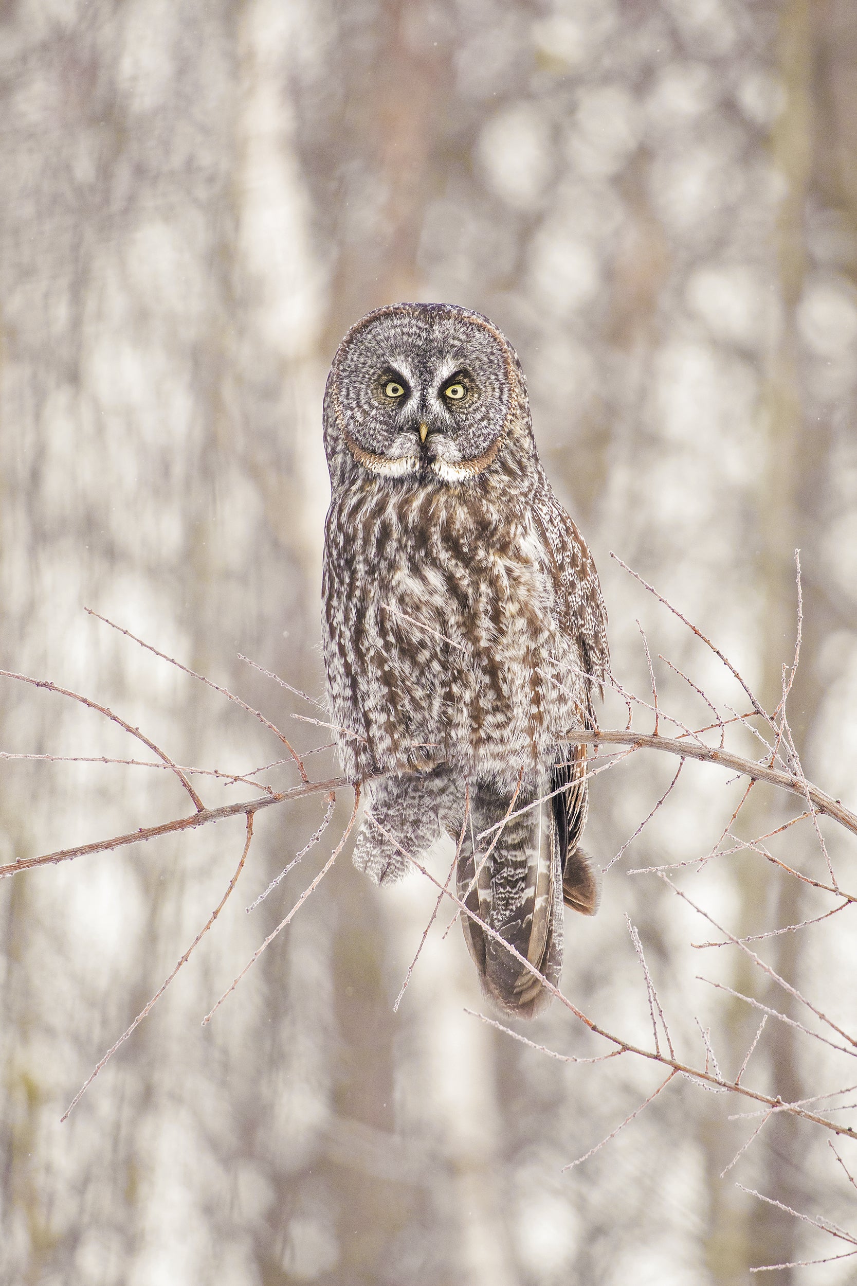 Chouette lapone - Hiver 010