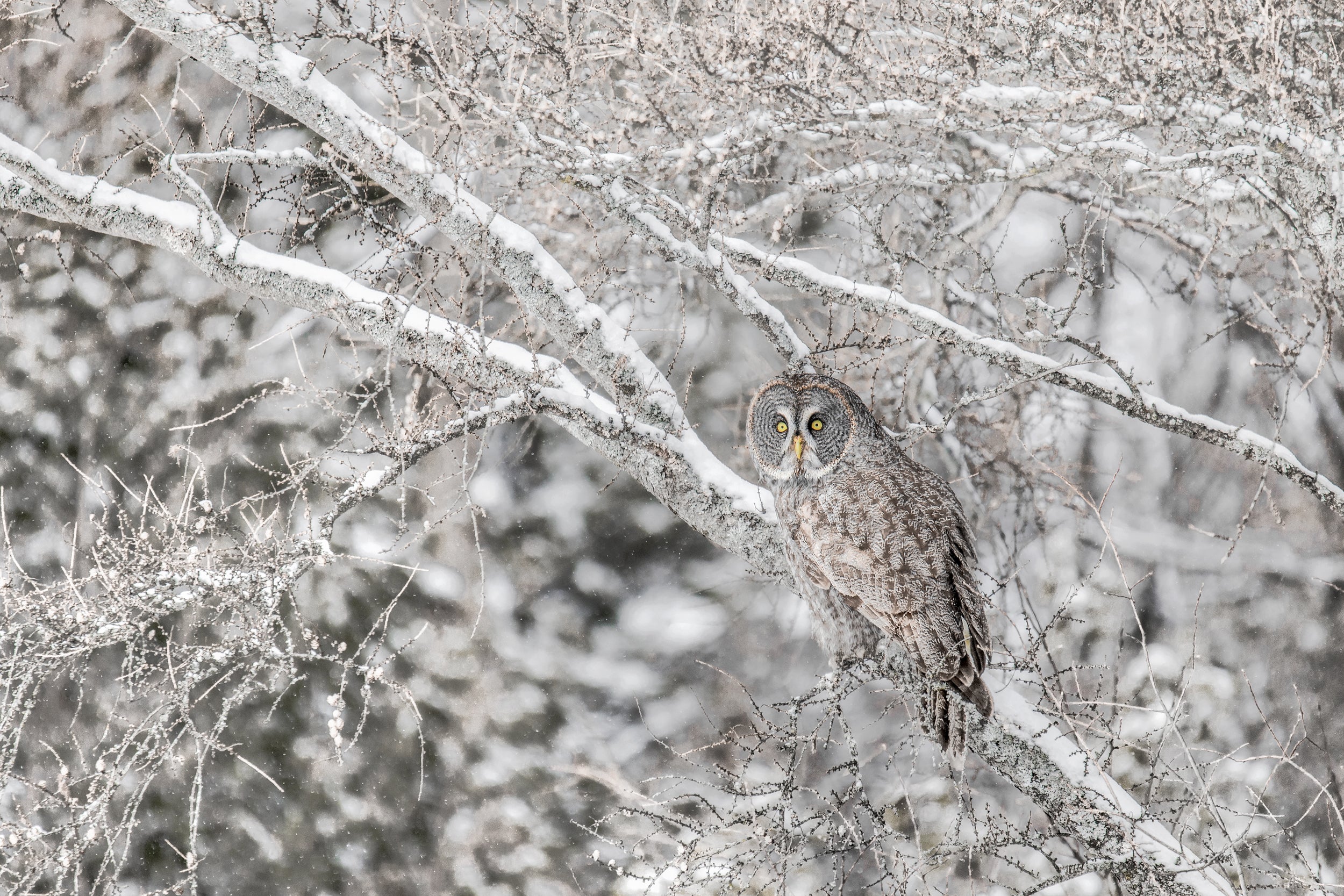 Chouette lapone - Hiver 011