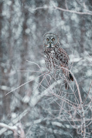 Chouette lapone - Hiver 012