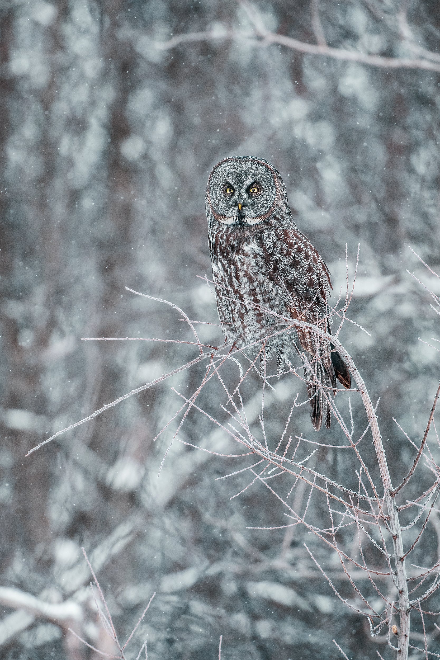 Chouette lapone - Hiver 012