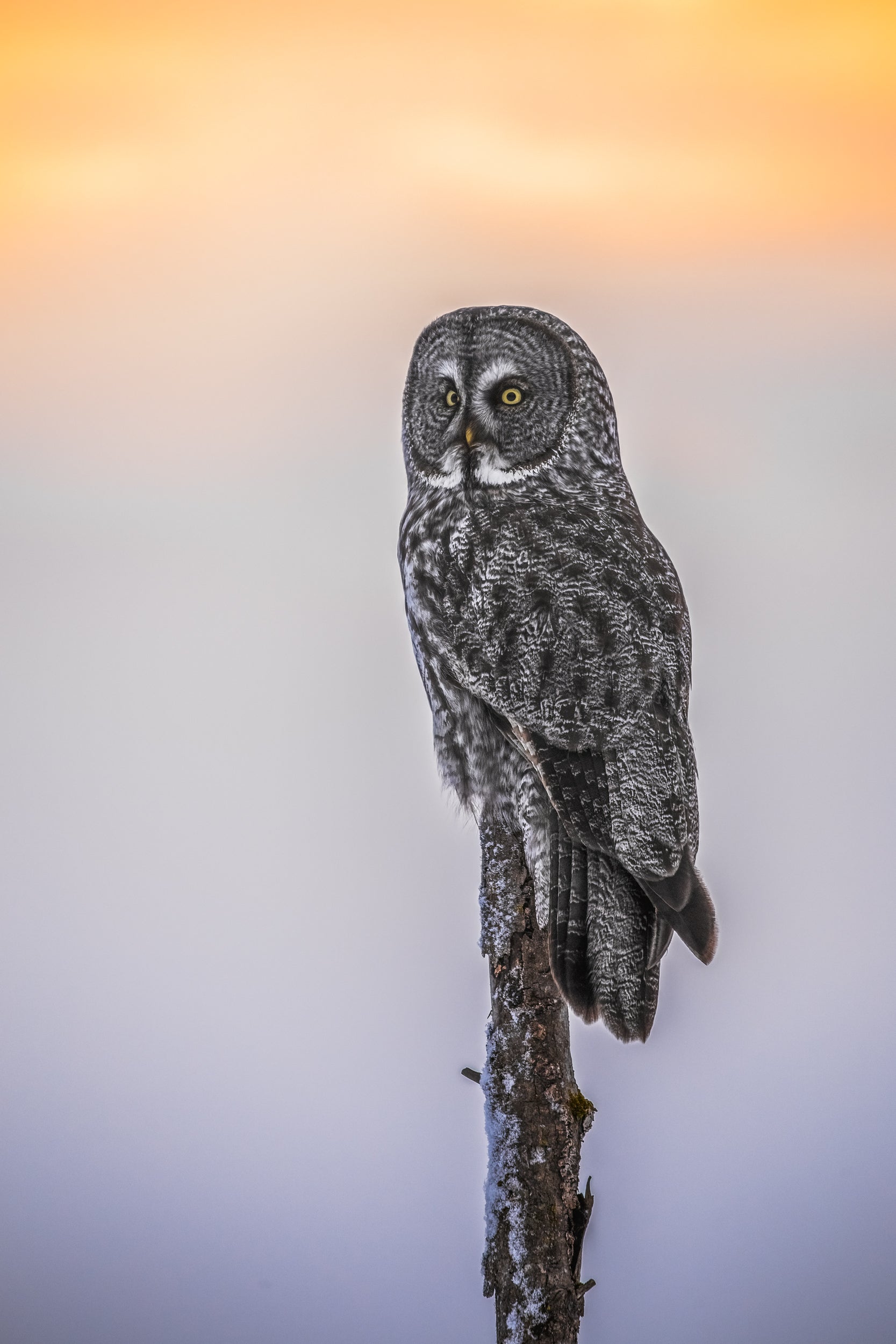 Chouette lapone - Hiver 013