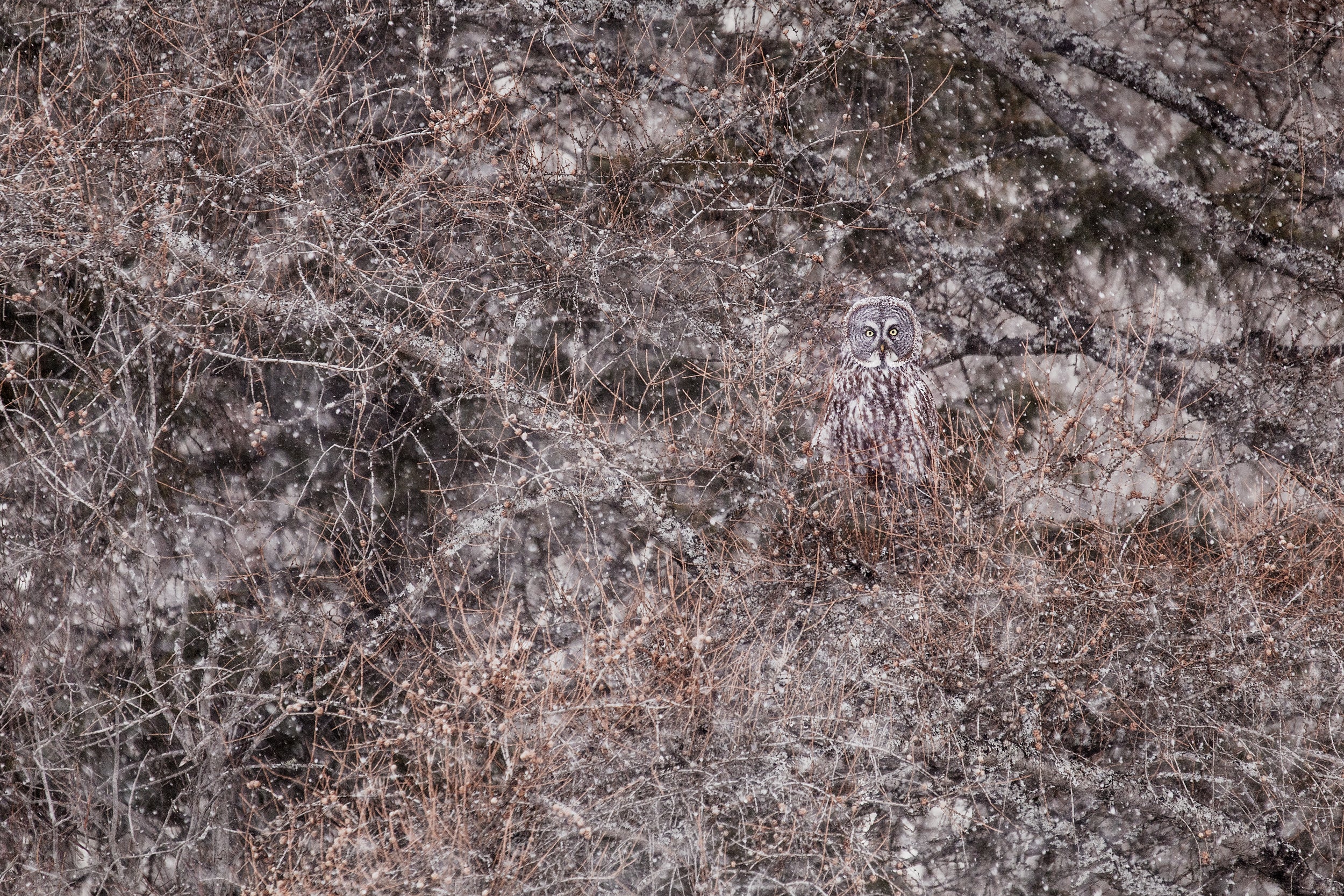 Chouette lapone - Hiver 014