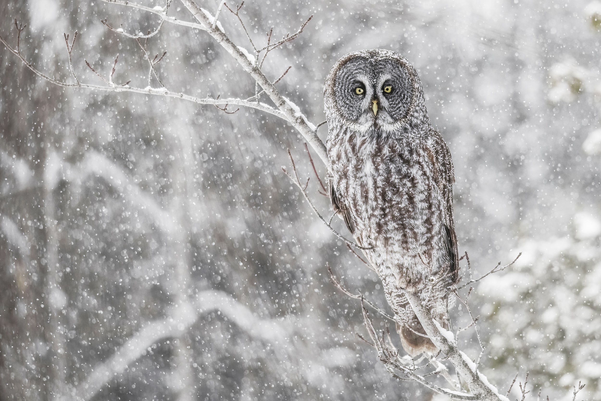 Chouette lapone - Hiver 016